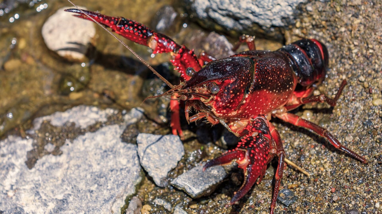 Ejemplar de cangrejo rojo americano. (Bo Mertz/Wikimedia Commons)