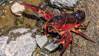 Del cangrejo rojo americano a la jaiba azul: comer especies invasoras no es la solución a su expansión