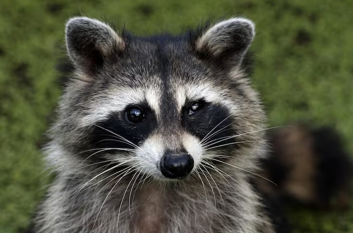 Tener un mapache en casa genera problemas porque son animales nocturnos, recorren grandes territorios y emiten sonidos que alteran el descanso (Freepik)