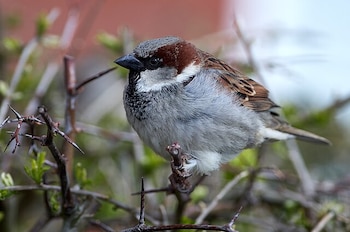 Ejemplar de gorrión común. (Hobbyfotowiki/Wikimedia