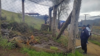 Serfor descarta maltrato contra zorro