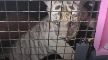 Animales exóticos rescatados en Nuevo