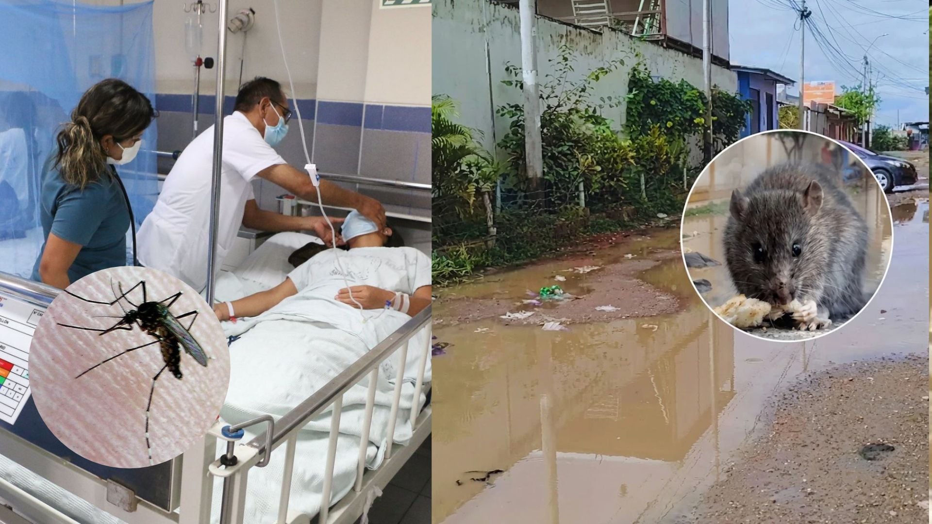Leptospirosis alcanza cifras históricas en Perú y el dengue se dispara ante El Niño: “Estamos ante las peores epidemias”