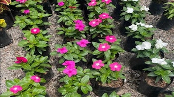 Más allá de su atractivo