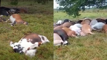 Más de 30 vacas en
