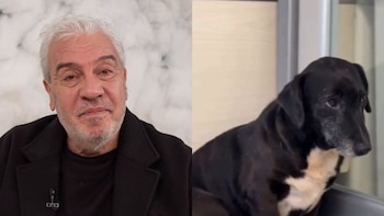 Conmovedor momento en el programa de Coco Sily en la radio: un perro viejito se refugió en el estudio