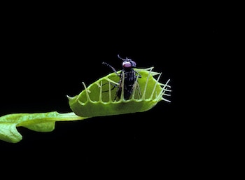 Este tipo de plantas requieren