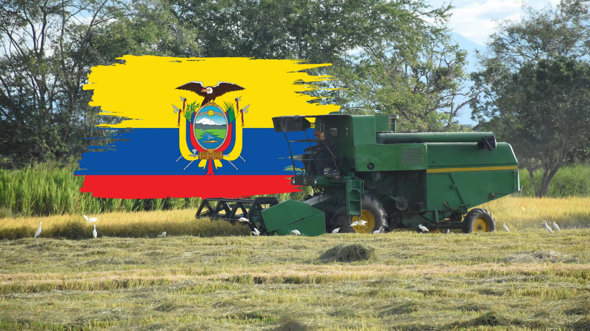 Fedearroz advirtió que el ingreso de arroz desde Ecuador está presionando a la baja los precios que reciben los productores colombianos- crédito colprensa