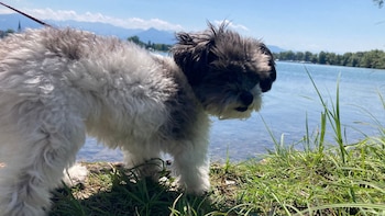 Imagen de un perro parecido