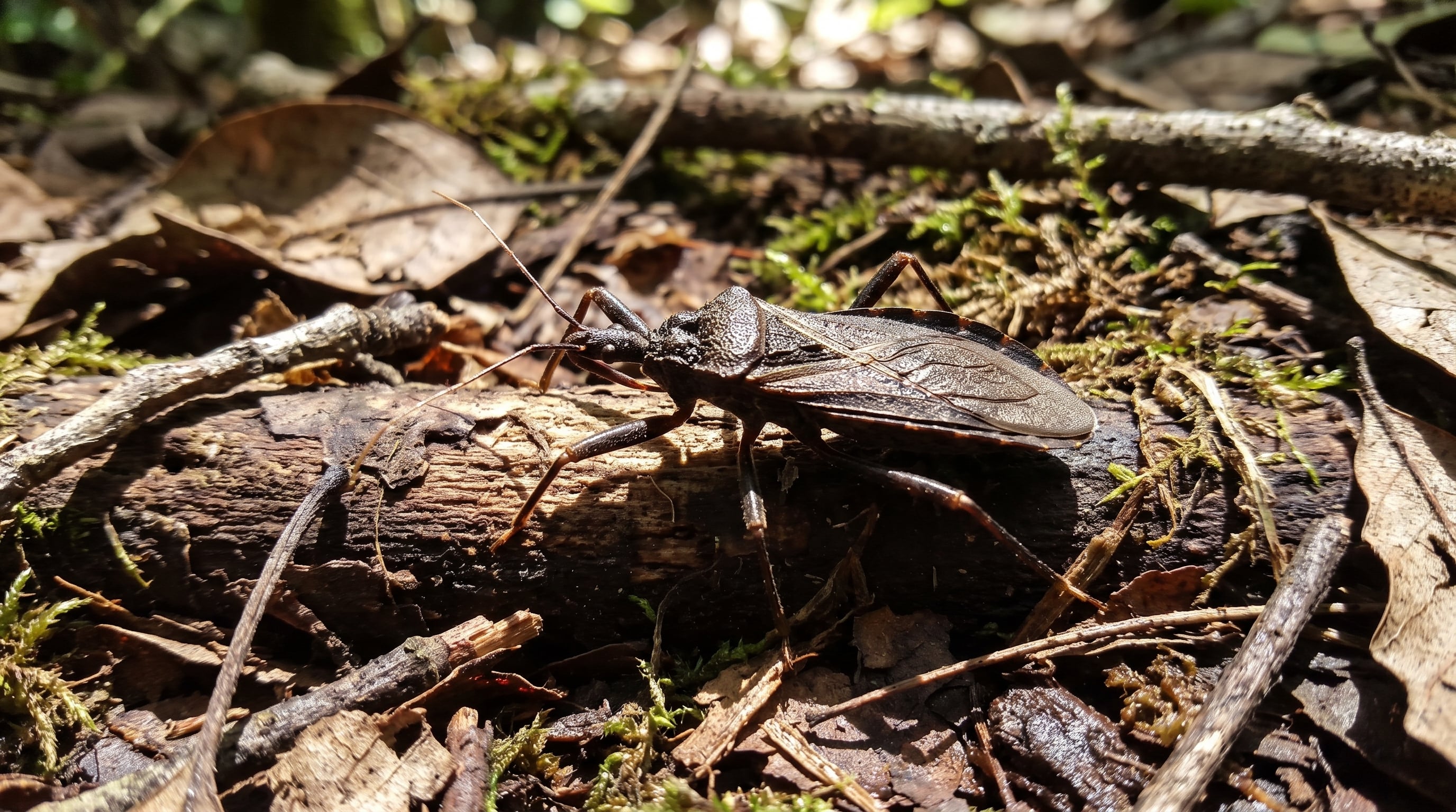Los investigadores determinaron que el insecto era una hembra adulta de Hospesneotomae protracta, una especie del suroeste de Estados Unidos y del noroeste de México (Imagen Ilustrativa Infobae)