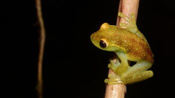 Se cree que la propagación