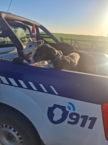 En Bell Ville, la Policía interceptó a dos hombres de 18 y 33 años que realizaban caza ilegal con perros galgos