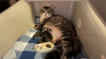 Twinkie, Moonpie, Honeybun y Shortcake