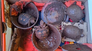 Tortugas dentro de cubetas con