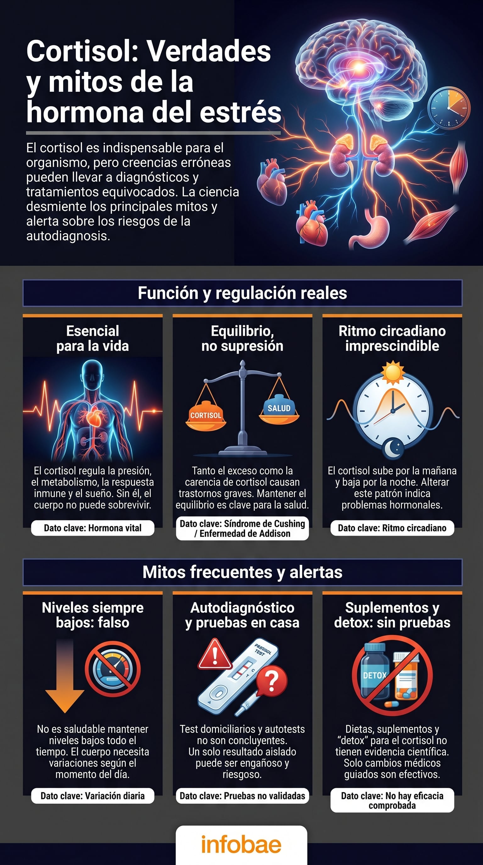 El cortisol es conocido como la