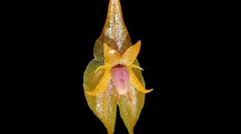 Primer plano de una orquídea con pétalos anaranjados translúcidos que muestran brillo y un centro rosado-púrpura, sobre un fondo negro