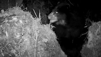 En video: Detectaron tres osos