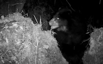 El avistamiento de ejemplares de