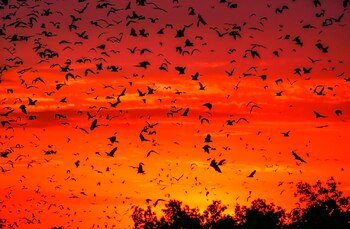 Fotografía cedida este sábado, cortesía