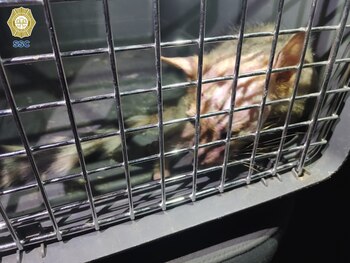 El mamífero presentó sarna en