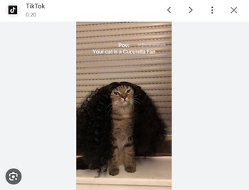 Gato atigrado sentado en un alféizar blanco, con una peluca rizada de cabello oscuro. Al fondo se ven unas persianas horizontales y texto en pantalla