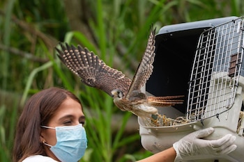 La autoridad ambiental dispuso una línea telefónica las 24 horas para recibir reportes sobre fauna silvestre en peligro - crédito @Areametropol / X