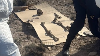 Un hombre sacó a pasear a su perro y encontró 125 restos óseos en Chubut: qué confirmó la investigación