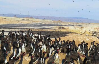 Pingüinos de Humboldt también han