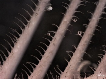 El ingenio natural de las