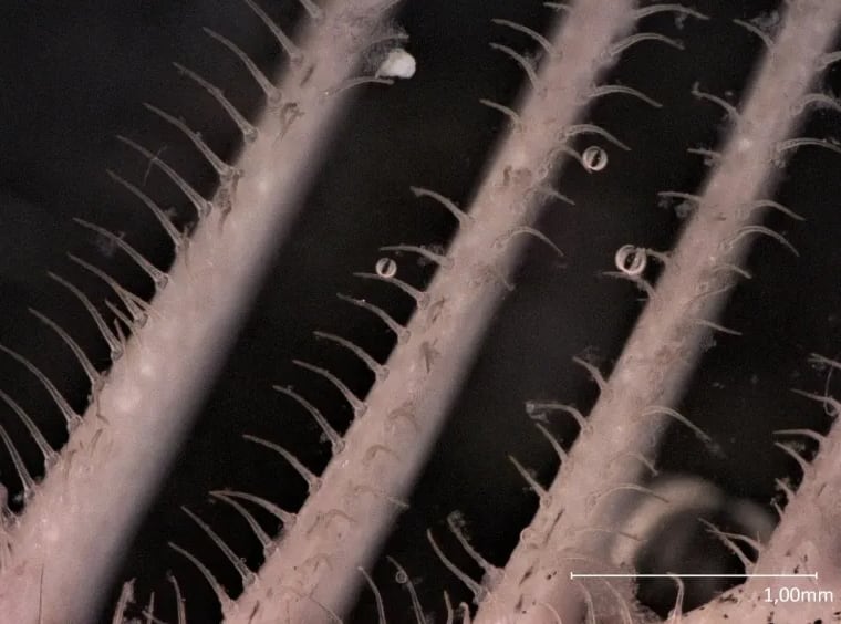 El ingenio natural de las branquias inspiró un sistema capaz de retener partículas diminutas sin obstrucciones (University of Bonn/Leandra Hamann)