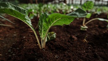 Una empresa argentina de bioinsumos