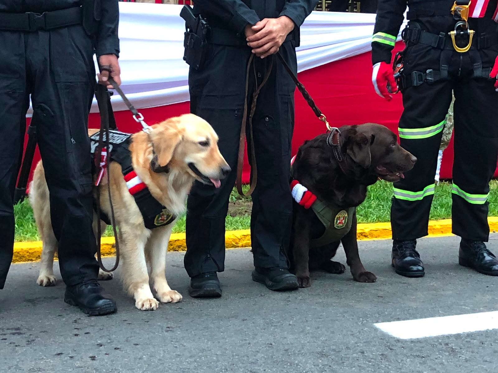 Dos perros de servicio, un golden retriever y un labrador, participan junto a sus guías en la Parada Militar de Fiestas Patrias en la Av. Brasil.