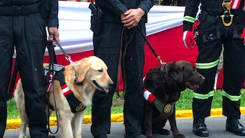 Parada Militar 2026 EN VIVO: minuto a minuto del gran desfile por el 205° aniversario de la Independencia del Perú