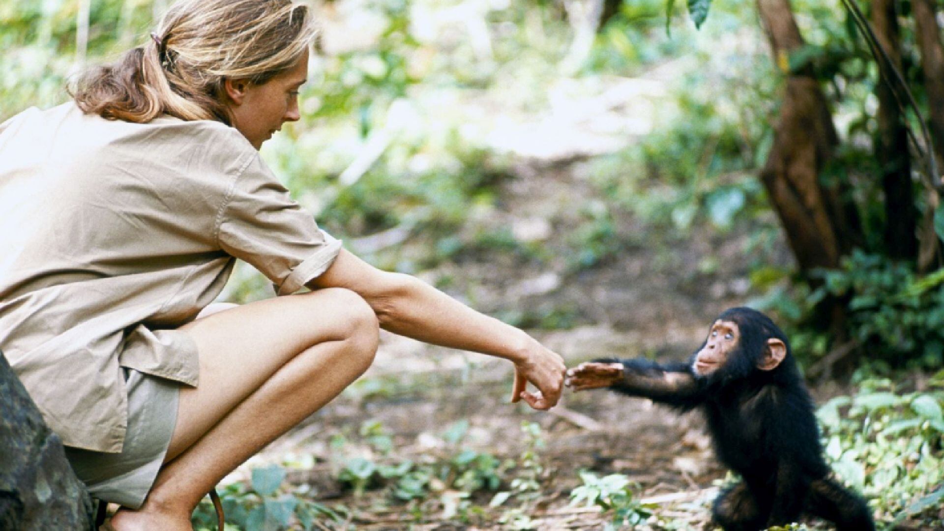 El primer encuentro de Jane Goodall con chimpancés salvajes en 1960, cuando inició un estudio que cambió para siempre la visión de la humanidad sobre estos primates. (National Geographic)