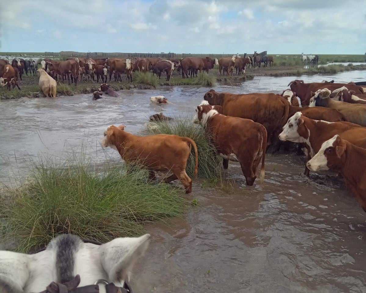 Cientos de animales quedaron bajo el agua tras las fuertes lluvias al norte de Santa Fe