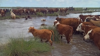 Los impactantes videos de las inundaciones en el norte de Santa Fe y los operativos para rescatar a las vacas
