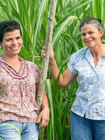 La caña de azúcar costarricense