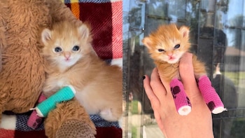 El felino se volvió famoso