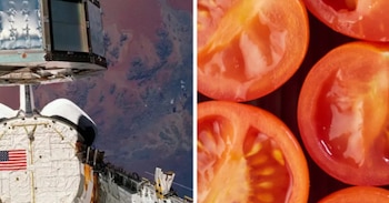 La NASA recuperó en 1990 semillas de tomate Rutgers que pasaron casi seis años en órbita dentro de la Instalación de Exposición de Larga Duración (NASA)