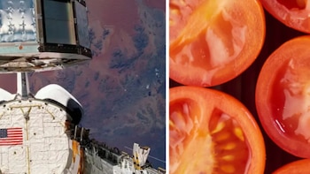La NASA envió semillas al espacio en 1984, pero las recuperó casi seis años después con un resultado inesperado