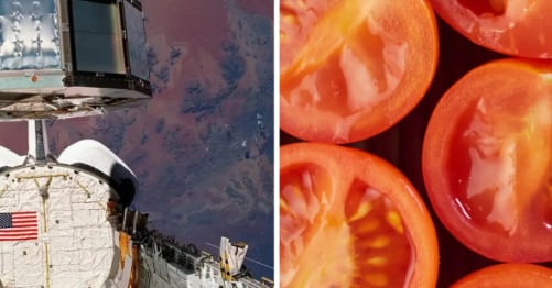 La NASA recuperó en 1990 semillas de tomate Rutgers que pasaron casi seis años en órbita dentro de la Instalación de Exposición de Larga Duración (NASA)