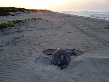Una tortuga marina gris en una depresión de arena clara en la playa, con el océano y un cielo anaranjado al fondo. Hay vegetación costera