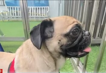 Dachi tiene una recuperación que