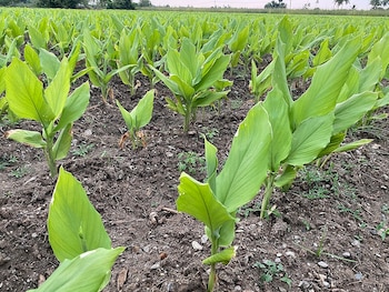La siembra de cúrcuma es