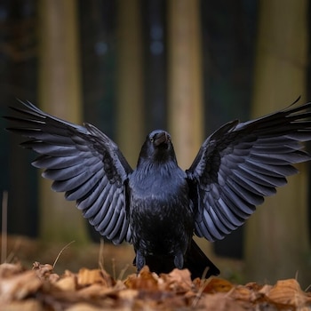 Cuervo negro con las alas abiertas hacia arriba posado sobre hojas secas en el suelo de un bosque
