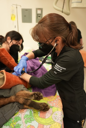 El equipo veterinario del Zoológico