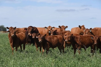 Terneros a campo raza Angus