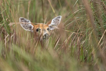 Las reservas creadas en Corrientes desde 1983 jugaron un papel fundamental en la protección y multiplicación de la especie (Sebastián Navajas- Rewilding Argentina)