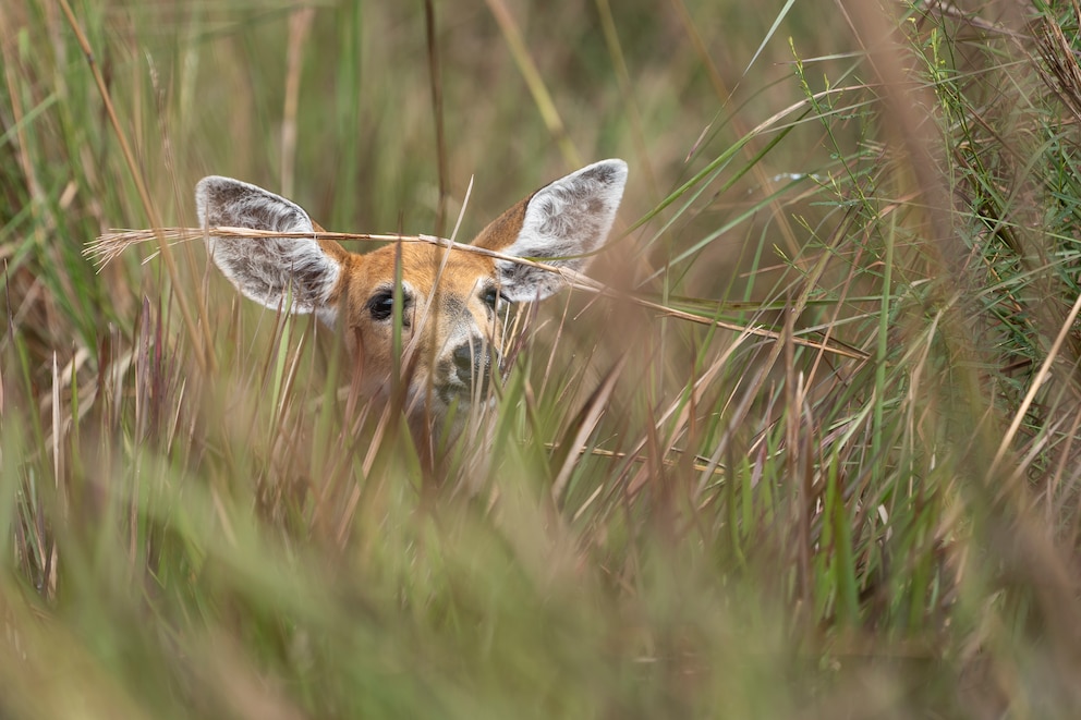 De casi extinto a recuperado: el ciervo vuelve en Iberá