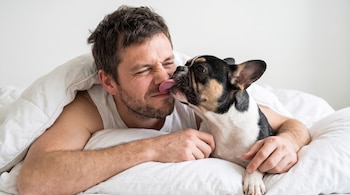 Un hombre acostado sobre una almohada blanca junto a un perro bulldog francés que tiene la lengua sobre la nariz del hombre.